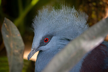 Western crowned pigeon lat. Goura cristata