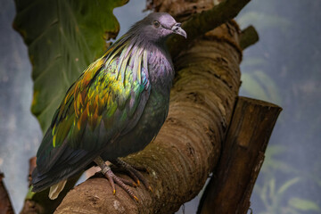 Nicobar pigeon (Caloenas nicobarica). Wildlife animal.