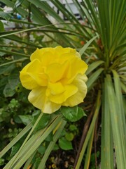 yellow flower in the garden