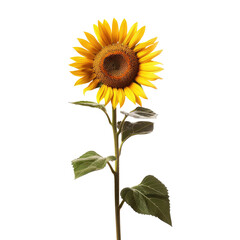 A detailed illustration of a sunflower