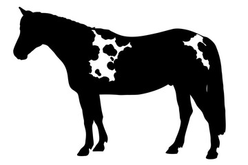 Black silhouette of an Appaloosa horse with white markings