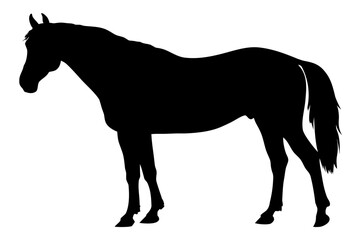 Obraz premium Black Silhouette of an Arabian Horse Standing white background