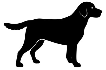 Golden Retriever Dog Silhouette on White Background