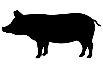 Landrace Pig Silhouette on White Background farm animal