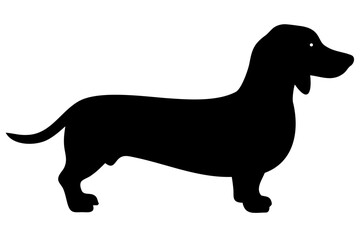 Long haired dachshund dog silhouette on white background