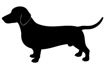 Short haired dachshund dog silhouette on white background