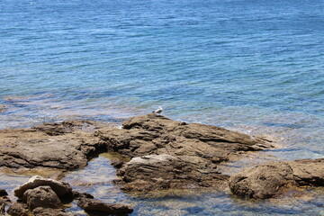 Rocky sea coast with clear turquoise ocean water and a seagull, Murter, Croatia