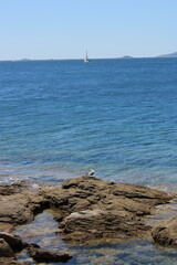Rocky sea coast with clear turquoise ocean water and a seagull, Murter, Croatia