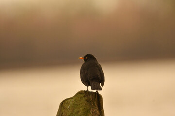 Amsel