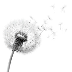 A grayscale dandelion with seeds dispersing