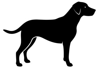 Black Labrador Silhouette with White Background animal
