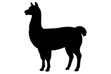 Alpaca Silhouette Standing on White Background animal