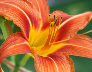Vibrant Orange and Yellow Day Lily.  Close up showing pollen covered Stamen in center. 
