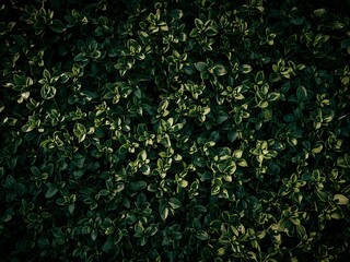 Beautiful lush green foliage creates a vibrant, natural background for your next creative design project today