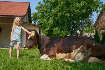 A little girl strokes a cow, child petting a cow lying on the grass