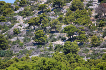 bushes, trees and piles of rocks, Murter, Croatia