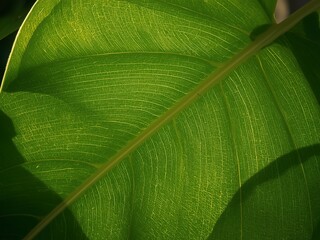 Vibrant green leaf with delicate veins, perfect for nature backgrounds and plant-based designs now