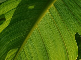 Vibrant green leaf with stunning textures creates a fresh, natural, and calming botanical background element