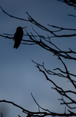 silueta de colibrí