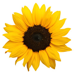 Obraz premium Sun Flower