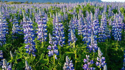Iceland amazing landscape of Lupinus; vibrant flowers with shades of purple, pink, and blue....