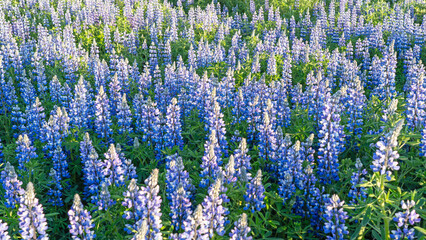 Iceland amazing landscape of Lupinus; vibrant flowers with shades of purple, pink, and blue....