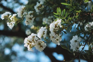 Poster White flowers in nature bathed in warm midday sunlight