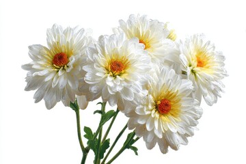 Obraz premium White chrysanthemums also known as mums or chrysanths are flowering plants in the Asteraceae family set against a white background