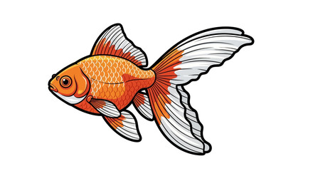 Fototapeta premium Elegant fantail goldfish vector illustration. An isolated aquatic pet fish with orange and white fins.