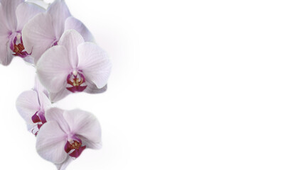 Orchidee Orchideenblüten pink romantisch makro zart Freisteller transparent 