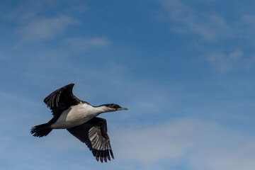 Close-up of a flying Antarctic Shag -Leucocarbo bransfieldensis- near Mikkelsen Harbour, Trinity...