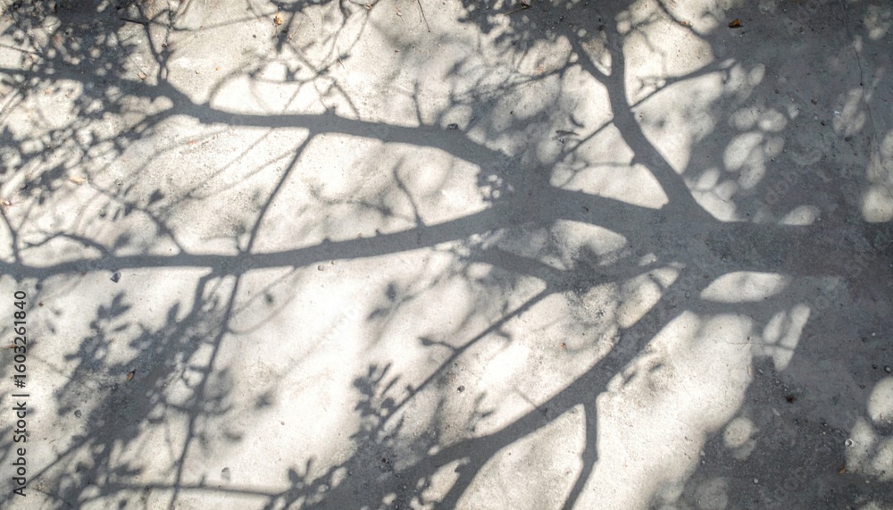 Poster tree branch shadows on light gray concrete creating abstract natural pattern
