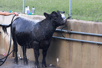 Cow getting a shower