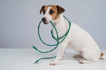 Jack Russell Terrier Dog Chewing Internet Wire. 