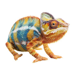 Naklejka premium Close-up of a colorful chameleon