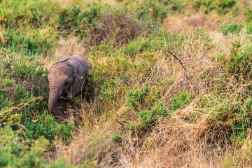 Telephoto of an African Elephant -Loxodonta Africana- grazing on the plains of the Serengeti, Tanzania