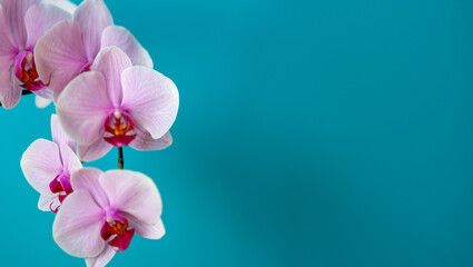 Orchidee Orchideenblüten pink romantisch makro zart Platz für Text	
