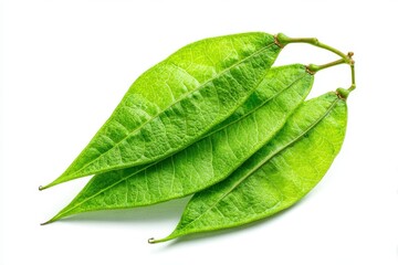 Obraz premium Detailed view of a green winged bean leaf on a white background with clipping path provided