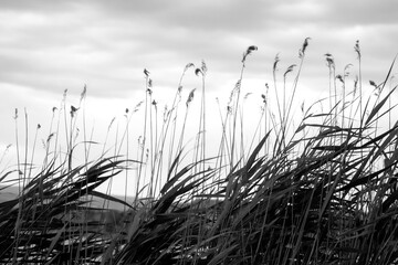 Naklejka premium grass in the wind