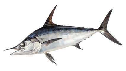 Fototapeta premium A detailed studio shot of a large swordfish with its distinctive bill and fins isolated on a transparent background