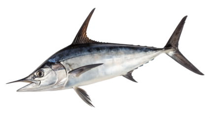 A detailed studio shot of a large swordfish with its distinctive bill and fins isolated on a transparent background
