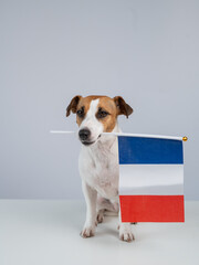 Jack Russell Terrier dog holding a French flag on a white background. 