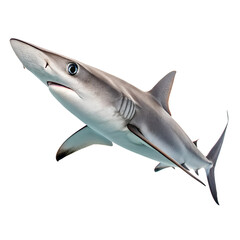 Obraz premium A sleek, gray shark swims gracefully in deep water. Its streamlined body and sharp fins are clearly visible against a dark background.