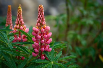 pink lupin flower with buds