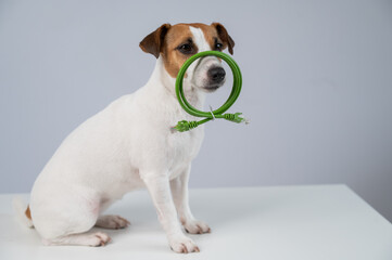 Jack Russell Terrier Dog Holding Internet Wire. 