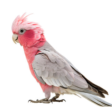 A pink and gray galah parrot stands on a black background. The bird has a distinctive crest and vibrant plumage, showcasing its unique colors and features.