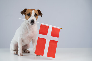 Jack Russell Terrier dog holding South Korea flag on white background. 