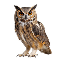 Naklejka premium Realistic Owl Bird Isolated on Transparent Background