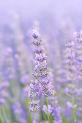 Naklejka premium Detail of some lavender plants in Brihuega