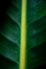 green leaf background
